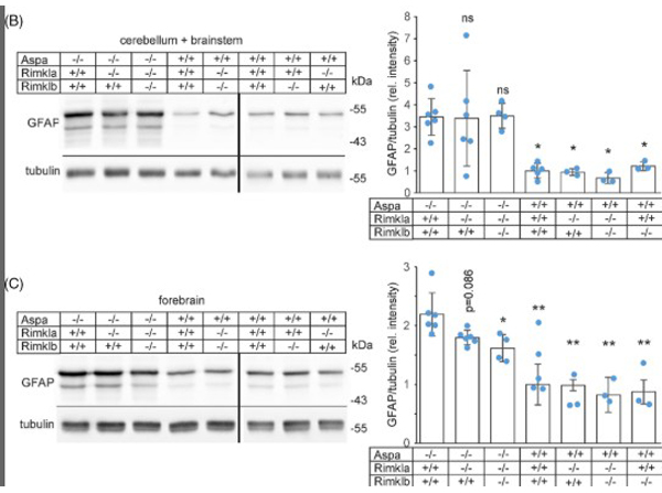 Western Blot using Alpha Tubulin